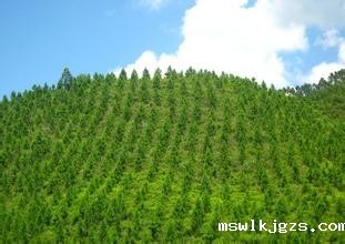 点点官网taptapapp下载（股票代码83999）与河南林州市林业局就碳资产项目达成合作