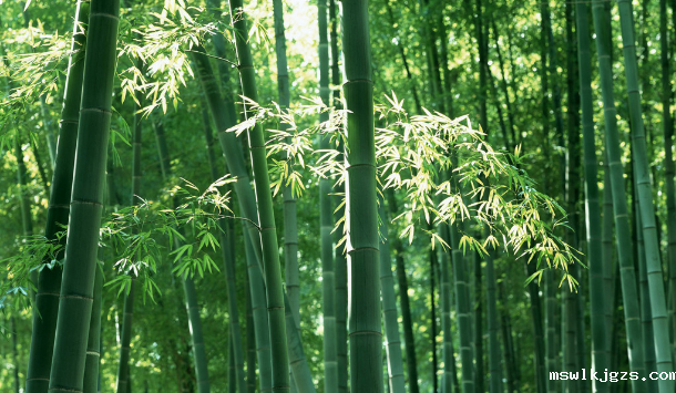 竹林